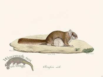 Cuvier 279 Male Assapan